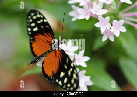 Close up di una pianura tiger, Danaus chrysippus, Butterfly House, giardino botanico, Monaco di Baviera, Germania Foto Stock