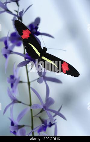 Close up di un postino butterfly, Heliconius melpomene :, Butterfly House, giardino botanico, Monaco di Baviera, Germania Foto Stock