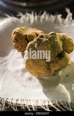 Tartufi al mercato di Alba, Piemonte, Italia Foto Stock