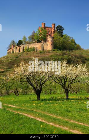 Fiore dei ciliegi, Castello di Ortenberg, vicino a Offenburg, regione di Ortenau, Foresta Nera, Baden-Württemberg, Germania Foto Stock