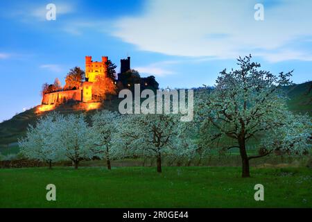 Fiore dei ciliegi, Castello di Ortenberg, vicino a Offenburg, regione di Ortenau, Foresta Nera, Baden-Württemberg, Germania Foto Stock