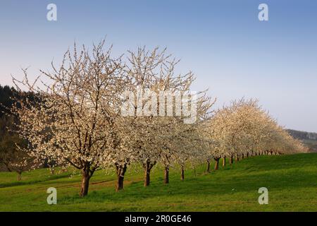 Fioritura dei ciliegi nella valle di Eggenen, nei pressi di Obereggenen, Markgräfler Land, Foresta Nera, Baden-Württemberg, Germania Foto Stock