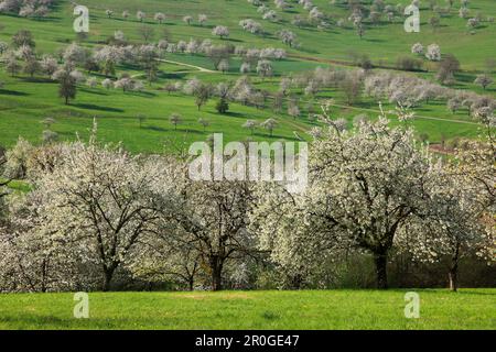 Fioritura dei ciliegi nella valle di Eggenen, nei pressi di Obereggenen, Markgräfler Land, Foresta Nera, Baden-Württemberg, Germania Foto Stock