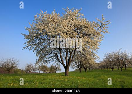 Fioritura dei ciliegi nella valle di Eggenen, nei pressi di Obereggenen, Markgräfler Land, Foresta Nera, Baden-Württemberg, Germania Foto Stock