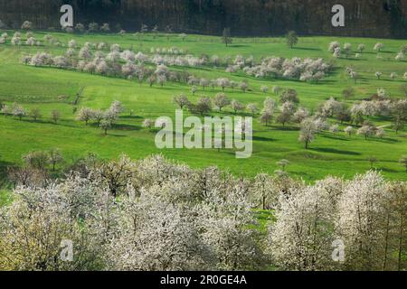 Fioritura dei ciliegi nella valle di Eggenen, nei pressi di Obereggenen, Markgräfler Land, Foresta Nera, Baden-Württemberg, Germania Foto Stock