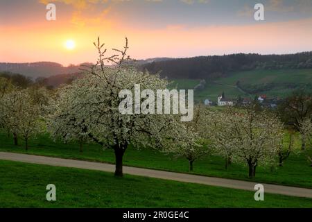 Fiore dei ciliegi, vista sulla valle Eggenen fino a Niedereggenen, Markgräfler Land, Foresta Nera, Baden-Württemberg, Germania Foto Stock