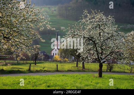 Fioritura dei ciliegi nella valle di Eggenen vicino a Feuerbach, Markgräfler Land, Foresta Nera, Baden-Württemberg, Germania Foto Stock