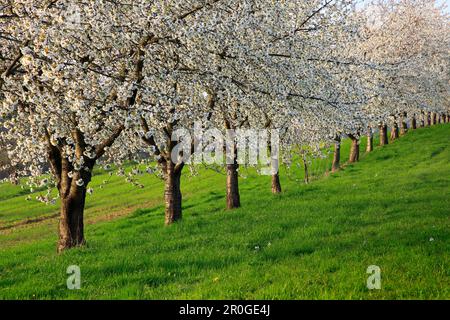 Fioritura dei ciliegi nella valle di Eggenen, nei pressi di Obereggenen, Markgräfler Land, Foresta Nera, Baden-Württemberg, Germania Foto Stock