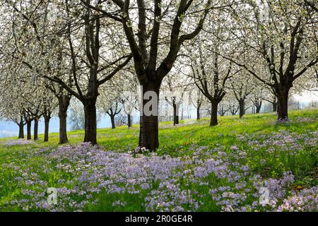 Fioritura dei ciliegi nella valle di Eggenen, nei pressi di Obereggenen, Markgräfler Land, Foresta Nera, Baden-Württemberg, Germania Foto Stock