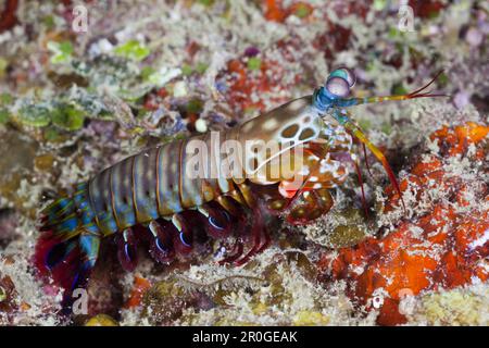 Canocchia, Odontodactylus scyllarus Raja Ampat, Papua occidentale, in Indonesia Foto Stock