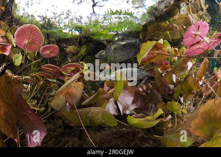 Cursore Mesoamerican Turtle tra ninfee, Trachemys scripta venusta, Gran Cenote, Tulum, la penisola dello Yucatan, Messico Foto Stock