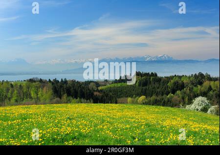 Vista su un prato con dente di leone verso il lago di Costanza, la catena montuosa delle Alpi Appenzeller con Saentis sullo sfondo, Lindau, lago di Costanza, B Foto Stock