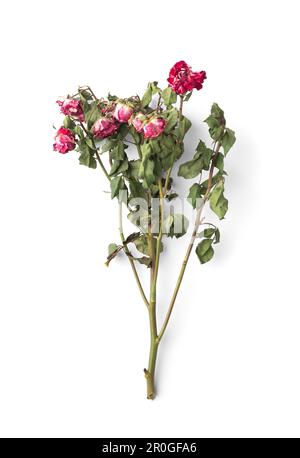 Ramo di rose morte isolato. Rosa secco rose su uno sfondo bianco vista dall'alto. Composizione concettuale di fiori secchi e foglie. Amore infelice. Perdita. Foto Stock