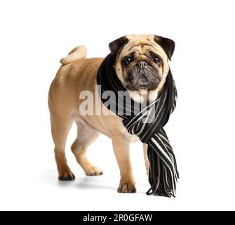 Pureed cute simpatico simpatico pug cane amichevole in una calda sciarpa elegante intorno al collo su sfondo bianco. Il concetto di camminare con i cani in clima freddo Foto Stock