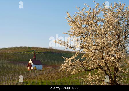 Vigneto con ciliegi in fiore e Eichertkapelle (cappella), Jechtingen, Sasbach am Kaiserstuhl, Baden-Wurttemberg, Germania Foto Stock