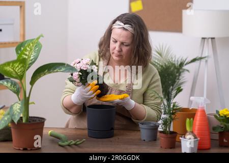 Trasforma il tuo giardino domestico con kalanchoe trapiantato a mano in una nuova pentola. giardiniere lavoro su tavola di legno Foto Stock