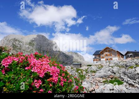 Rose alpine di fronte al rifugio Ingolstaedter Haus, Grosser Hundstod sullo sfondo, Steinernes Meer range, Berchtesgaden range, Salisburgo, Austria Foto Stock
