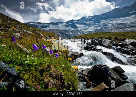 Fiori alpini vicino ad un ruscello a Krimmler Achental con vista verso il Ghiacciaio Krimmler, Salzburger Land, Austria Foto Stock