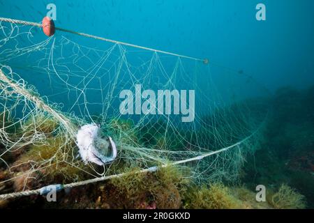 Perso rete da pesca sulla barriera corallina, Cap de Creus, Costa Brava, Spagna Foto Stock