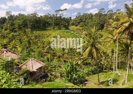 Ricefields di Tegalalang, Oryza, Bali, Indonesia Foto Stock