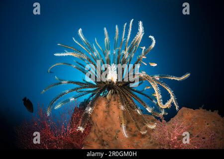 In Featherstar Coral Reef, Comantheria sp., Alam Batu, Bali, Indonesia Foto Stock