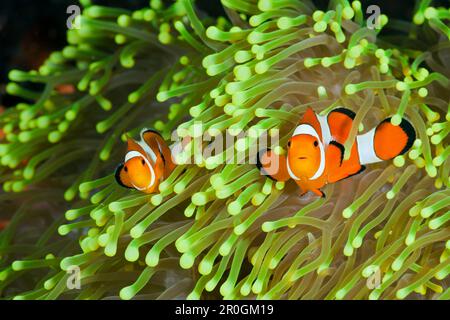 Clown Anemonefish, Amphiprion percula, Alam Batu, Bali, Indonesia Foto Stock