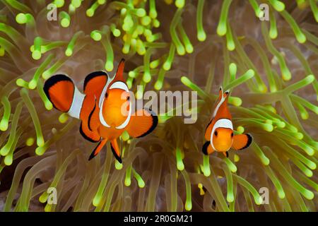 Clown Anemonefish, Amphiprion percula, Alam Batu, Bali, Indonesia Foto Stock
