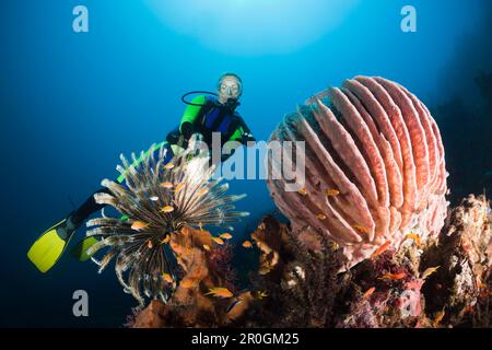 Immersioni a Bali, Alam Batu, Bali, Indonesia Foto Stock