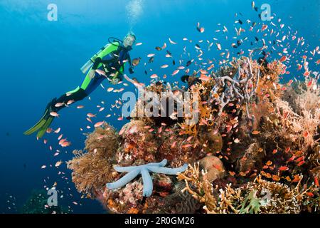 Immersioni a Bali, Alam Batu, Bali, Indonesia Foto Stock