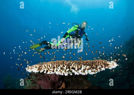 Immersioni a Bali, Alam Batu, Bali, Indonesia Foto Stock