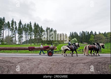 Carrozza trainata da cavalli con tronco d'albero, festa di Maypole, Sindelsdorf, Weilheim-Schongau, Oberland bavarese, Alta Baviera, Baviera, Germania Foto Stock