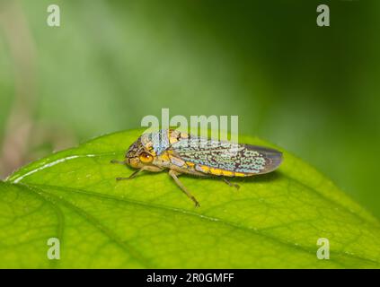 Sharpshooter a testa larga (Oncometopia orbona) ruggito su una foglia, vista laterale macro con spazio di copia. Nativo delle regioni tropicali degli Stati Uniti e del Messico. Foto Stock