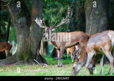 Red Deer Belling, Cervus elaphus, Germania, Europa Foto Stock