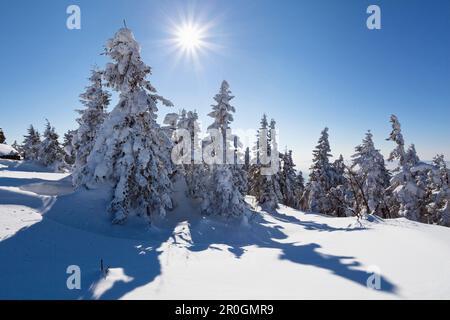 Spruzzi di neve alla luce del sole, scenario invernale sul Monte Arber, Baviera, Germania, Europa Foto Stock