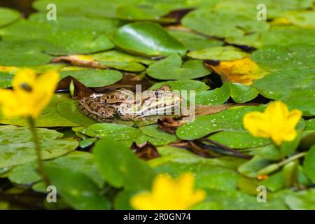 Marsh Frog (Rana ridibunda) tra Water Fringe, Austria Foto Stock