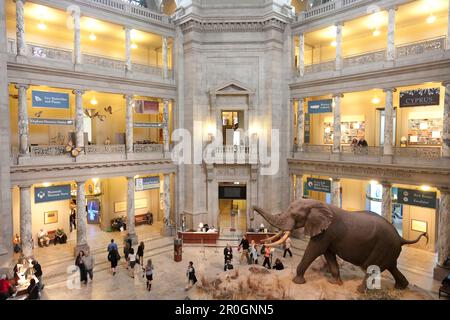 Sala d'ingresso con elefante, turisti, Museo Nazionale di Storia Naturale, Smithsonian Musei, Washington, Distretto di Columbia, Stati Uniti d'Ame Foto Stock