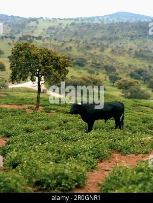 Toro Bravo, Sierra Morena, Andalusia, Spagna Foto Stock