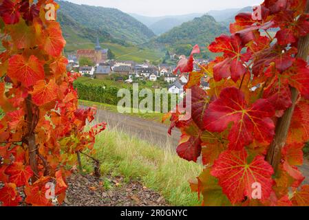 Vista sui vigneti di Mayschoß, valle Ahr, Ahr, Eifel, Renania-Palatinato, Germania, Europa Foto Stock