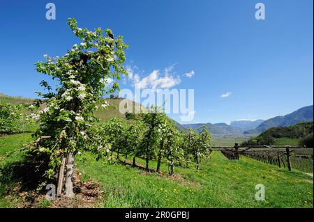 Alberi di mele in fiore, Eppan, Trentino-Alto Adige/Suedtirol, Italia Foto Stock