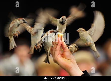 Passeri volanti intorno alla mano che tiene il mangime, Parigi, Francia Foto Stock