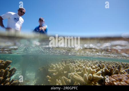 Passeggiata con guida del Marine Center, Heron Island, parte orientale fa parte del Parco Nazionale delle Capricornia Cays, del Parco Marino della Grande barriera Corallina, dell'UNESCO WO Foto Stock