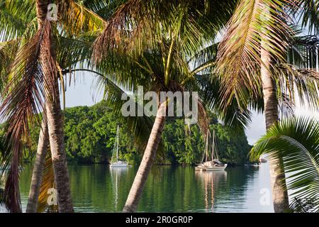 Barche a vela ancora vicino all Isola, Suva Harbour, Viti Levu, Isole Figi Foto Stock