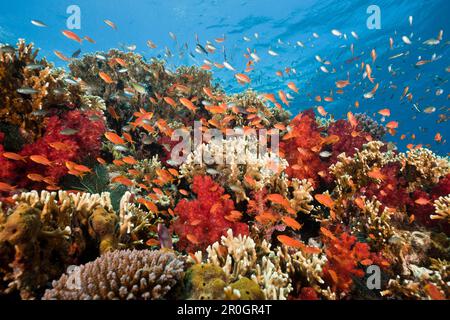 Lyretail Anthias in Coral Reef, Pseudanthias squamipinnis, Gau, Lomaiviti, Isole Figi Foto Stock