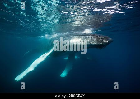 Humpback Whale, Megaptera novaeangliae, penisola di Samana, Repubblica Dominicana Foto Stock