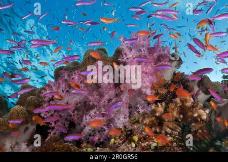 Colorata Barriera Corallina, Namena Riserva Marina, Isole Figi Foto Stock