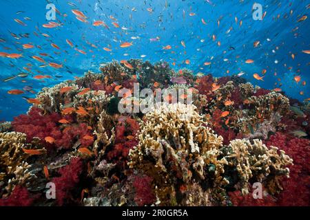 Lyretail Anthias in Coral Reef, Pseudanthias squamipinnis, Gau, Lomaiviti, Isole Figi Foto Stock