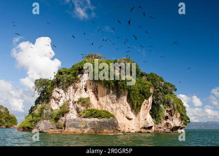 Bird Island La Cacata, Parco Nazionale Los Haitises, Repubblica Dominicana Foto Stock