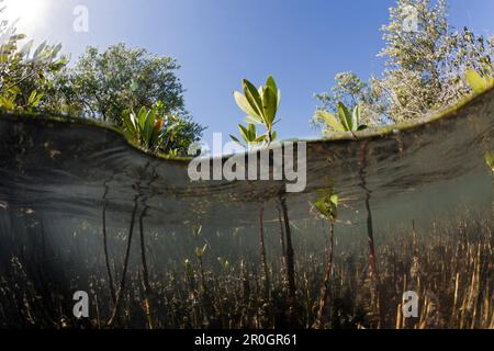 Le mangrovie Rhizophora, Parco Nazionale Los Haitises, Repubblica Dominicana Foto Stock