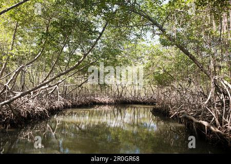 Le mangrovie Rhizophora, Parco Nazionale Los Haitises, Repubblica Dominicana Foto Stock