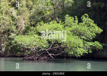 Le mangrovie Rhizophora, Parco Nazionale Los Haitises, Repubblica Dominicana Foto Stock